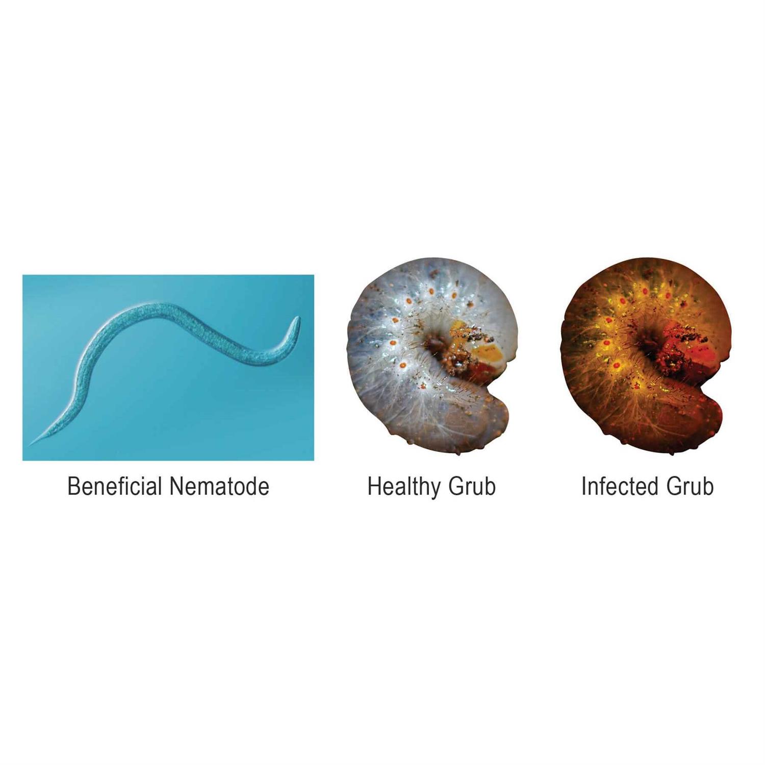 Naturesgoodguys Beneficial Nematodes Triple Blend Pack Hb+sc+sf - Image 3