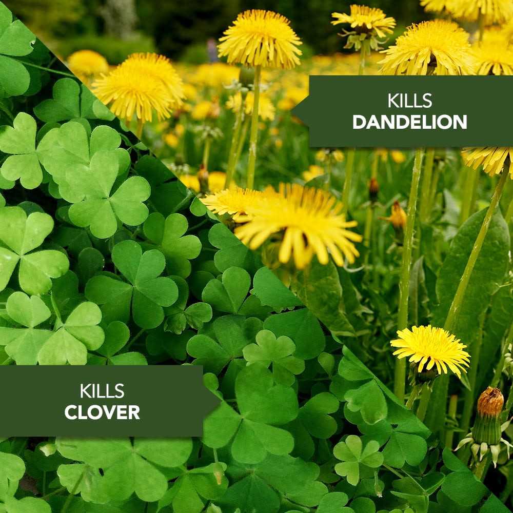 BioAdvanced 3 In 1 Weed and Feed For Southern Lawns - Image 4