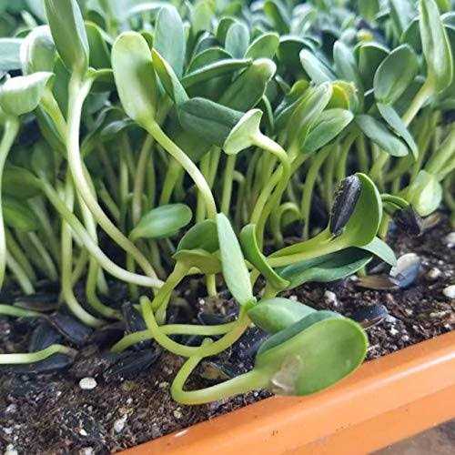 Bootstrap Farmer Trays 1020 Holes - Image 3