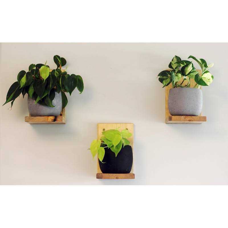 Daniel's Plants Midcentury Modern Gallery Wall Plant Shelf 3 Pack - Image 3