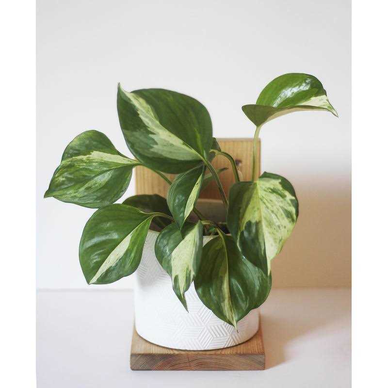 Daniel's Plants Midcentury Modern Gallery Wall Plant Shelf 3 Pack - Image 4