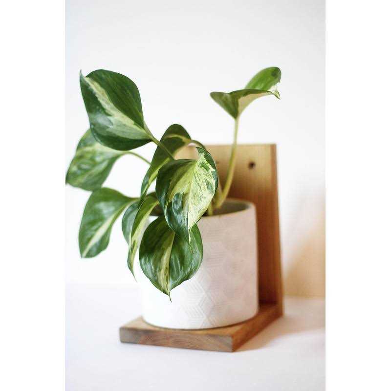 Daniel's Plants Midcentury Modern Gallery Wall Plant Shelf 3 Pack - Image 5