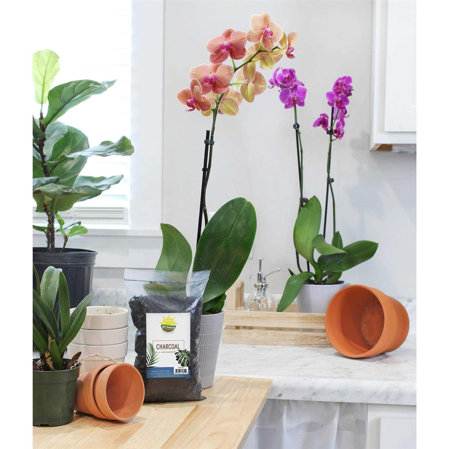 Soil Sunrise Horticultural charcoal for Indoor Plants, Hardwood Soil Amendment for Orchids, Terrariums, and gardening - Image 3