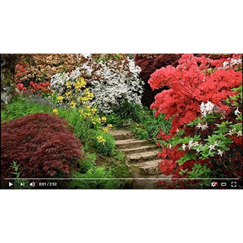 BGI Palmgain Palm Fertilizer - Image 4