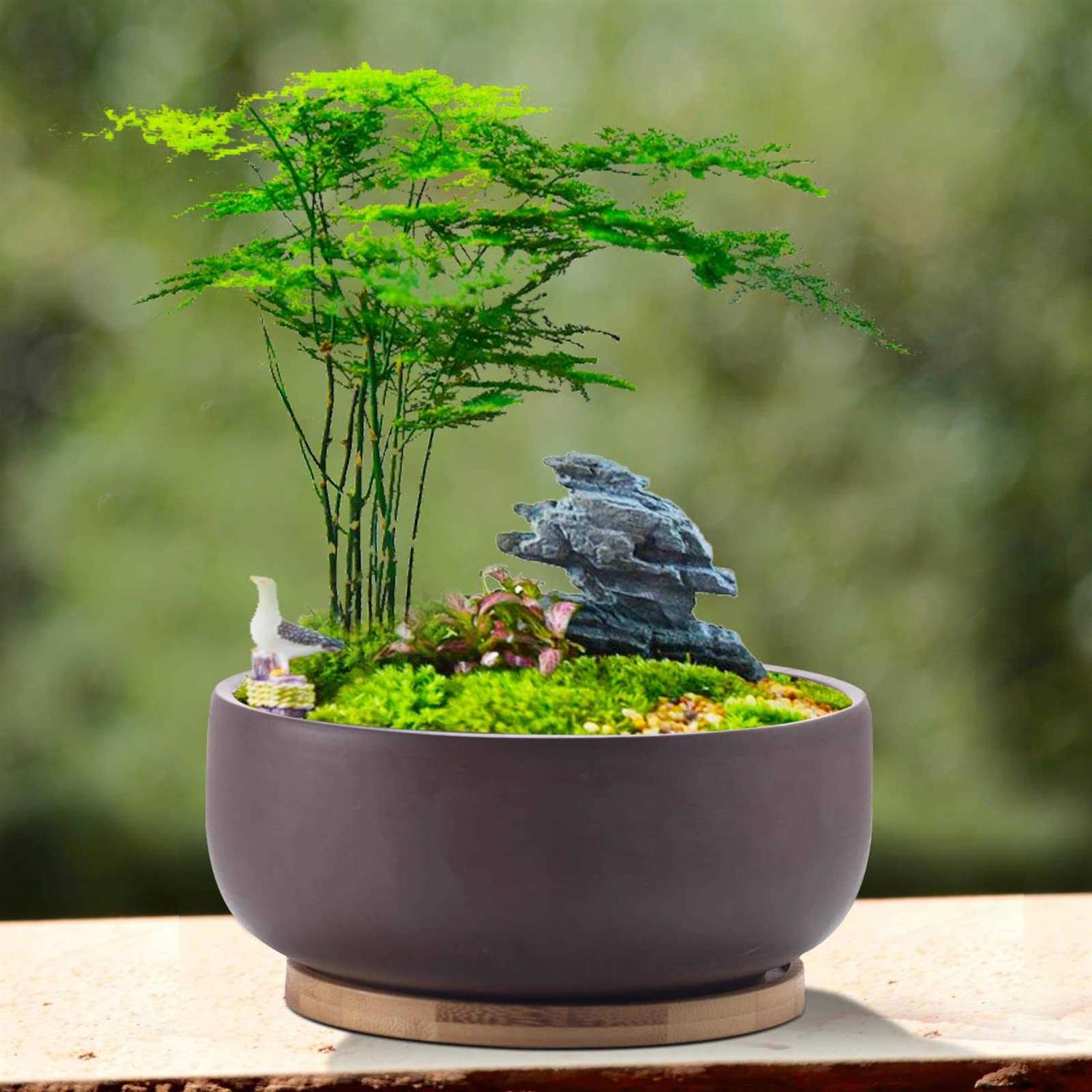 EPFamily Terracotta Shallow Succulent Planter, 8 Inch Planter Pot with Bamboo Tray, Clay Flower Pot Indoor and Outdoor Planter with Drainage - Image 5